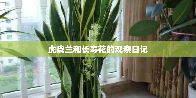 虎皮兰和长寿花的观察日记