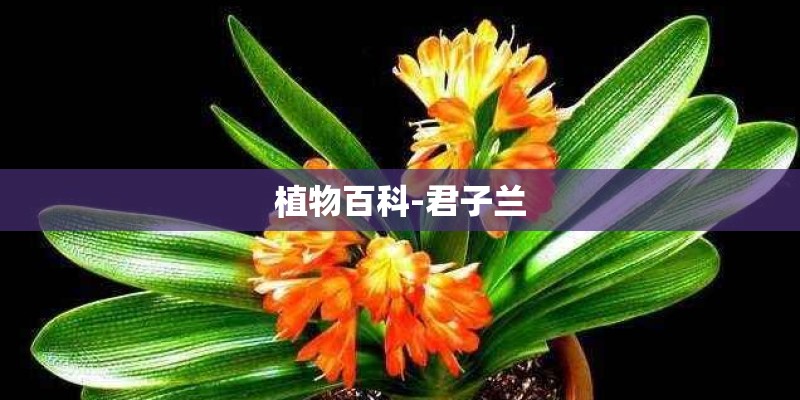 植物百科-君子兰