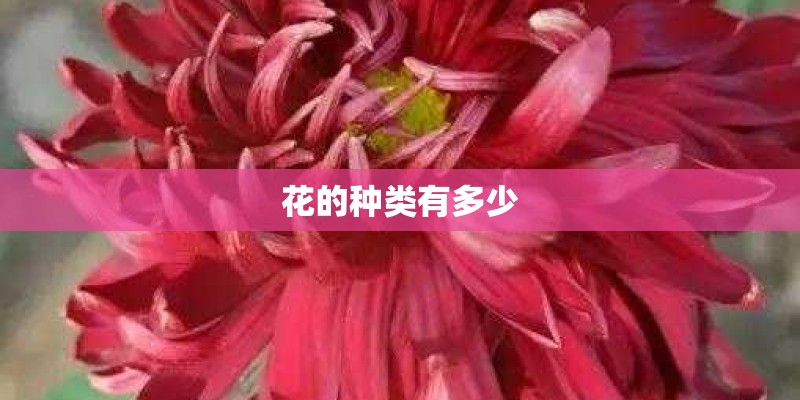 花的种类有多少