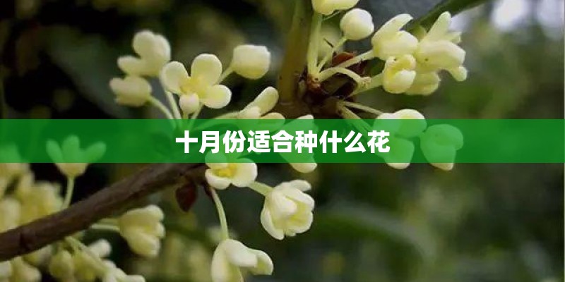 十月份适合种什么花