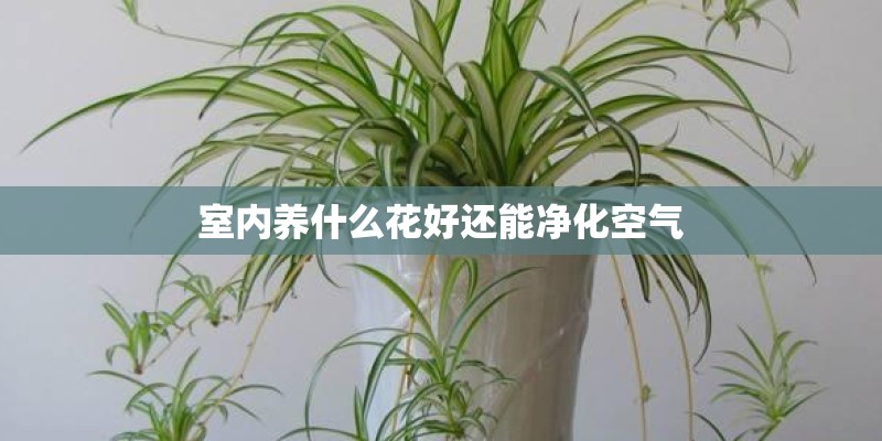 室内养什么花好还能净化空气