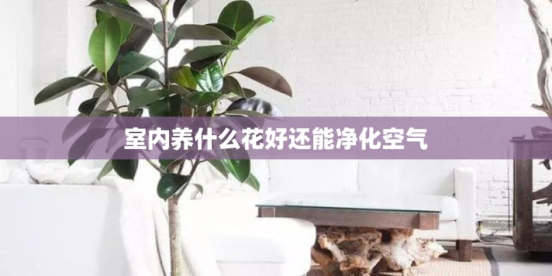室内养什么花好还能净化空气