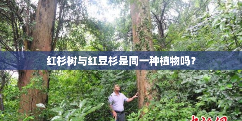 红杉树与红豆杉是同一种植物吗？