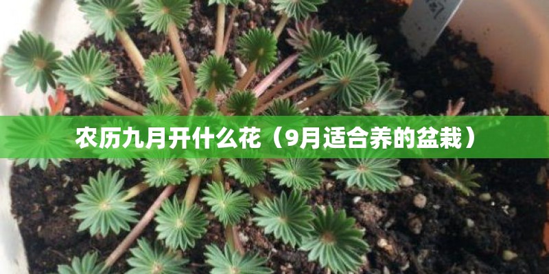农历九月开什么花（9月适合养的盆栽）