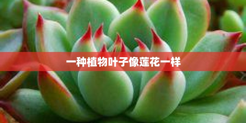 一种植物叶子像莲花一样