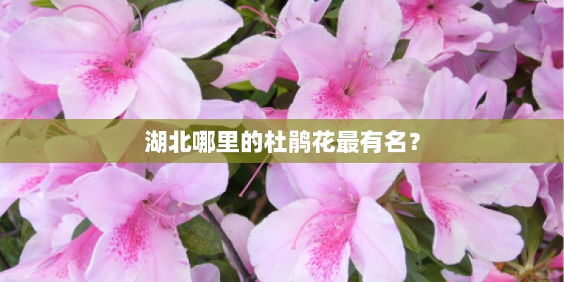 湖北哪里的杜鹃花最有名？