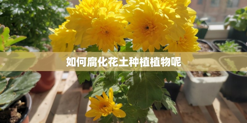 如何腐化花土种植植物呢