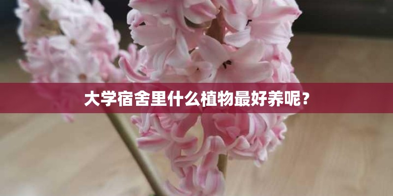 大学宿舍里什么植物最好养呢？