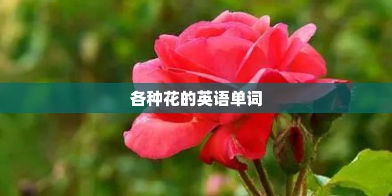 各种花的英语单词