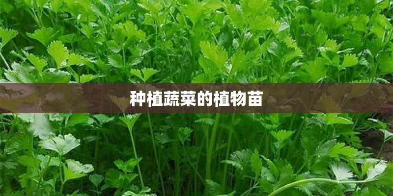 种植蔬菜的植物苗