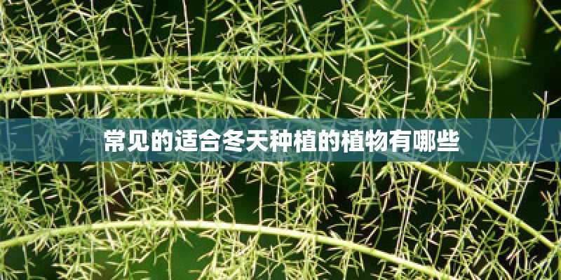 大班科学活动教案《种植》