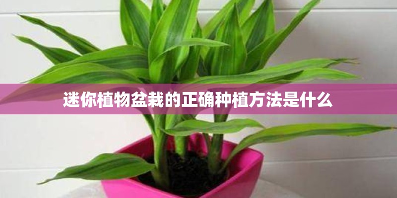 迷你植物盆栽的正确种植方法是什么