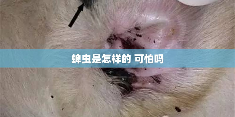 蜱虫是怎样的 可怕吗