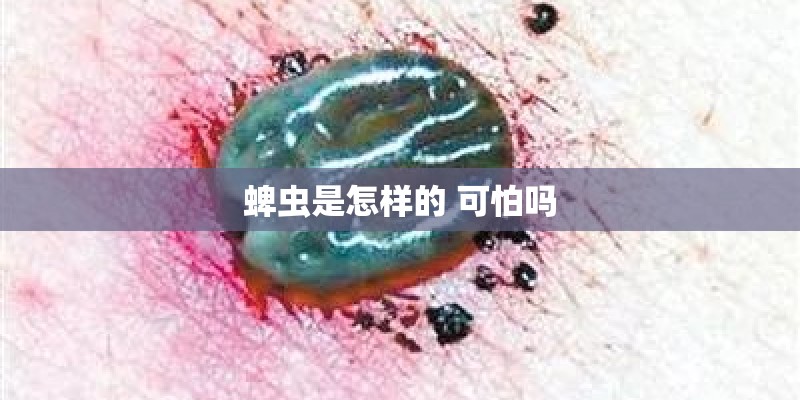 蜱虫是怎样的 可怕吗