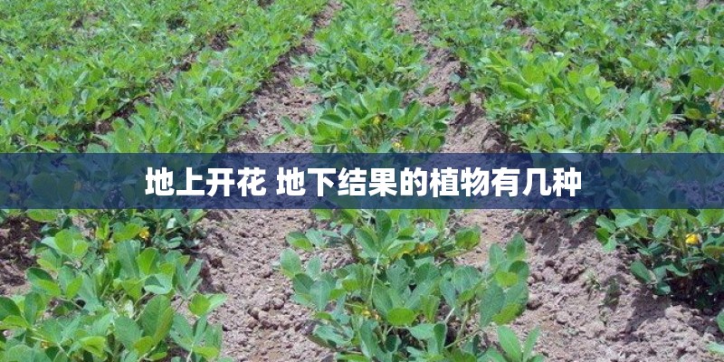 地上开花 地下结果的植物有几种