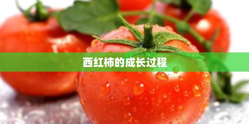 西红柿的成长过程