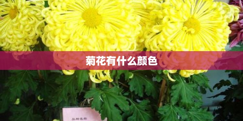 菊花有什么颜色