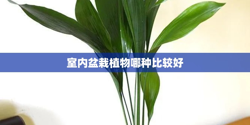 室内盆栽植物哪种比较好