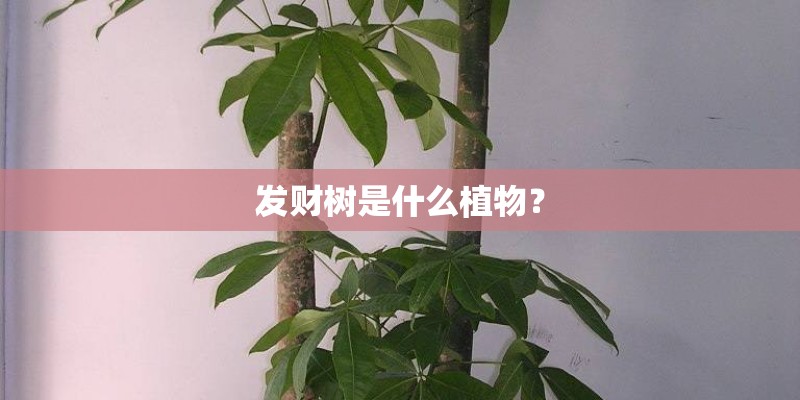 发财树是什么植物？