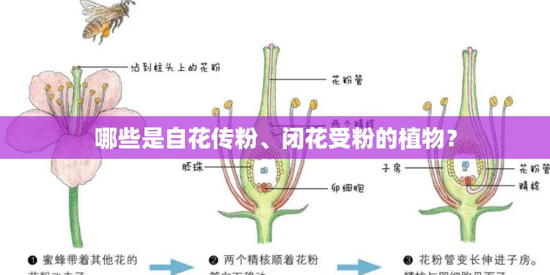 哪些是自花传粉、闭花受粉的植物？