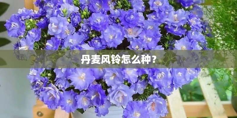 丹麦风铃怎么种？