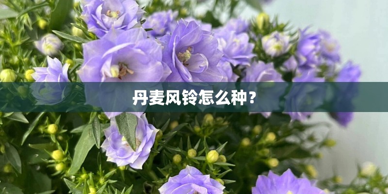丹麦风铃怎么种？
