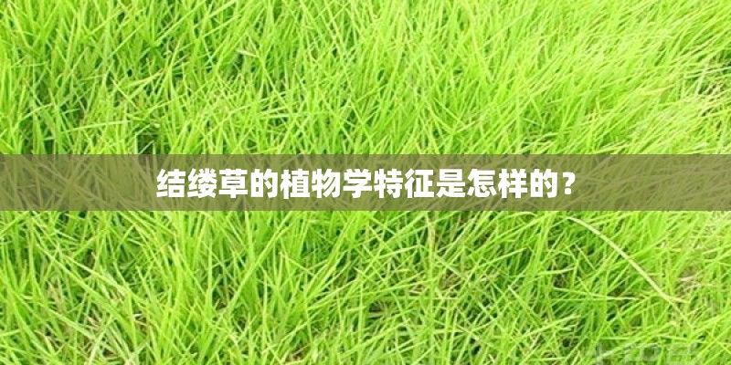 结缕草的植物学特征是怎样的？