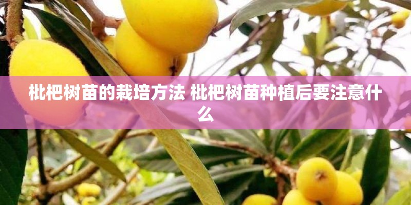 枇杷树苗的栽培方法 枇杷树苗种植后要注意什么