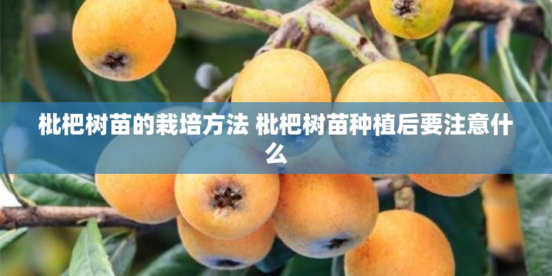 枇杷树苗的栽培方法 枇杷树苗种植后要注意什么