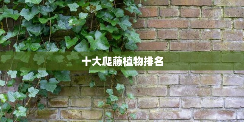 十大爬藤植物排名