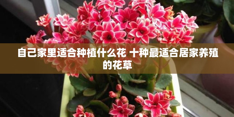 自己家里适合种植什么花 十种最适合居家养殖的花草