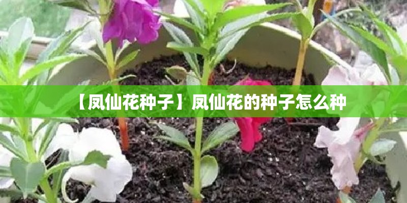 【凤仙花种子】凤仙花的种子怎么种