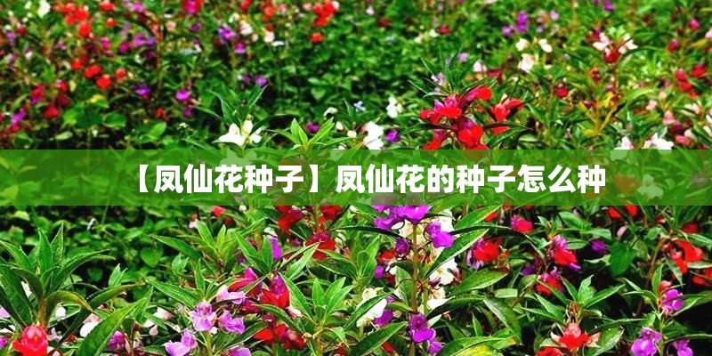【凤仙花种子】凤仙花的种子怎么种