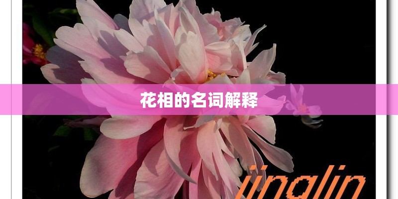 花相的名词解释