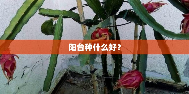 阳台种什么好？