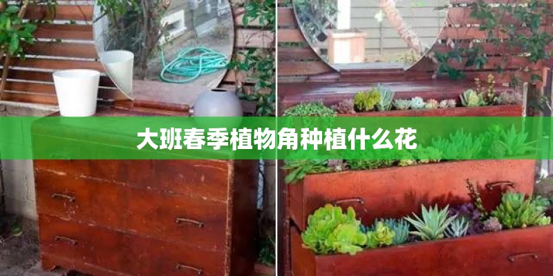 大班春季植物角种植什么花