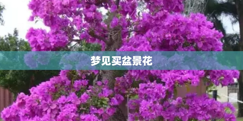 梦见买盆景花 梦见买盆景花