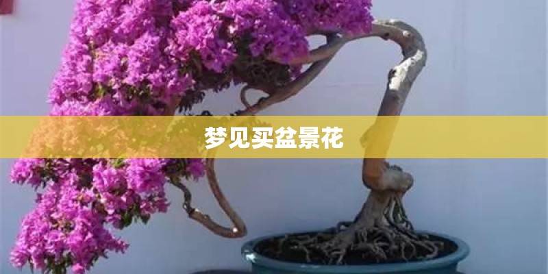梦见买盆景花 梦见买盆景花