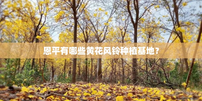 恩平有哪些黄花风铃种植基地？