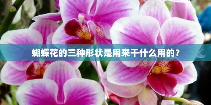 蝴蝶花的三种形状是用来干什么用的？