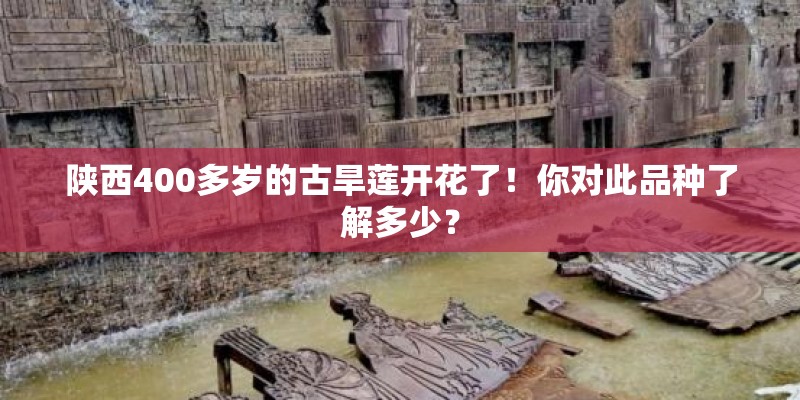 陕西400多岁的古旱莲开花了！你对此品种了解多少？