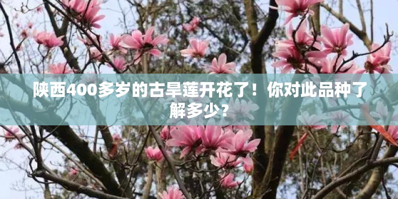 陕西400多岁的古旱莲开花了！你对此品种了解多少？