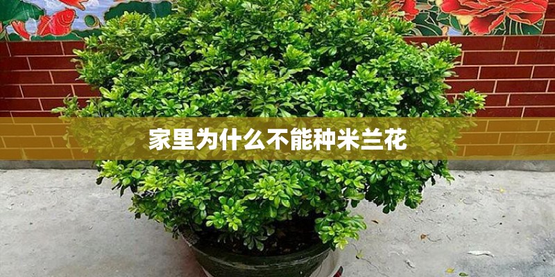 家里为什么不能种米兰花