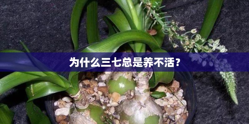 为什么三七总是养不活？