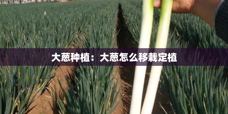 大葱种植：大葱怎么移栽定植
