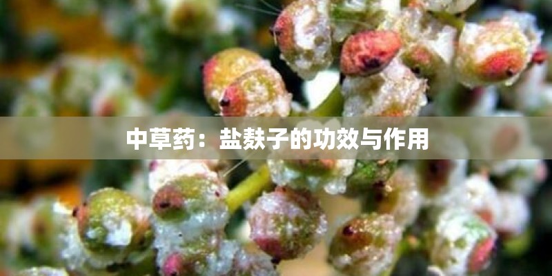 中草药:盐麸子的功效与作用 中草药:盐麸子的功效与作用