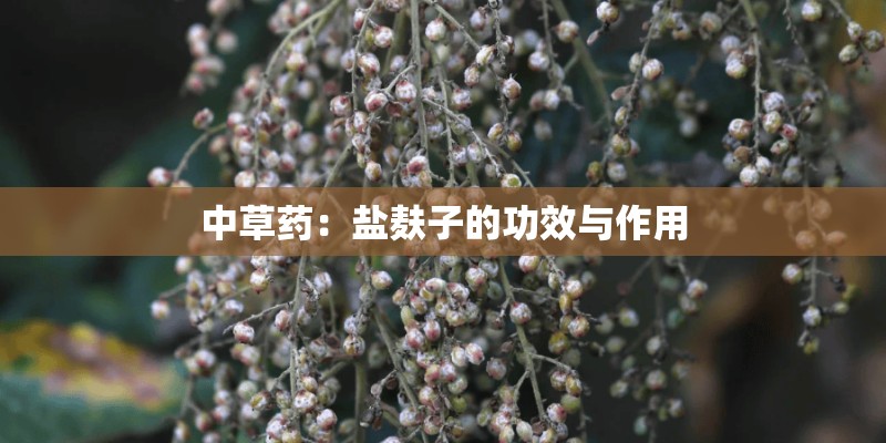中草药:盐麸子的功效与作用 中草药:盐麸子的功效与作用
