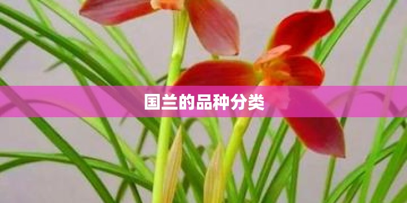 国兰的品种分类