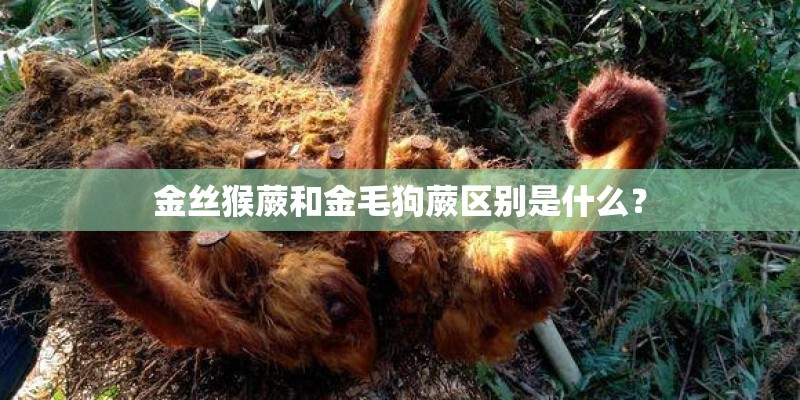 金丝猴蕨和金毛狗蕨区别是什么？