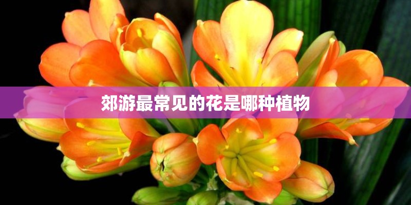 郊游最常见的花是哪种植物